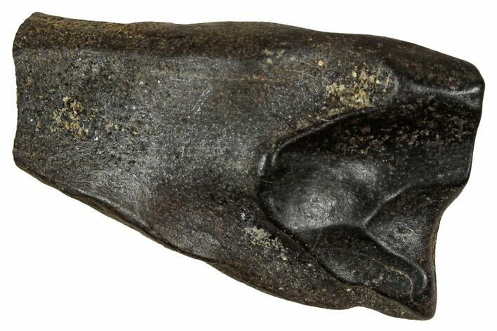 Large, Fossil Triceratops Shed Tooth - Montana #350665